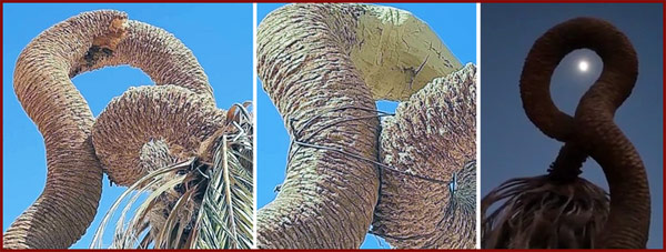 Jaghboub twisted palm broken trunk fixed