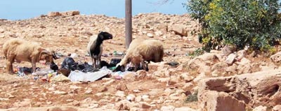 sheep grazing through rubbish in an archaeological site