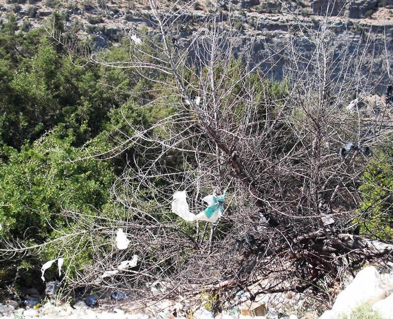 plastic bags caught in trees