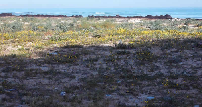 plastic bottles littering the flowers by the beach