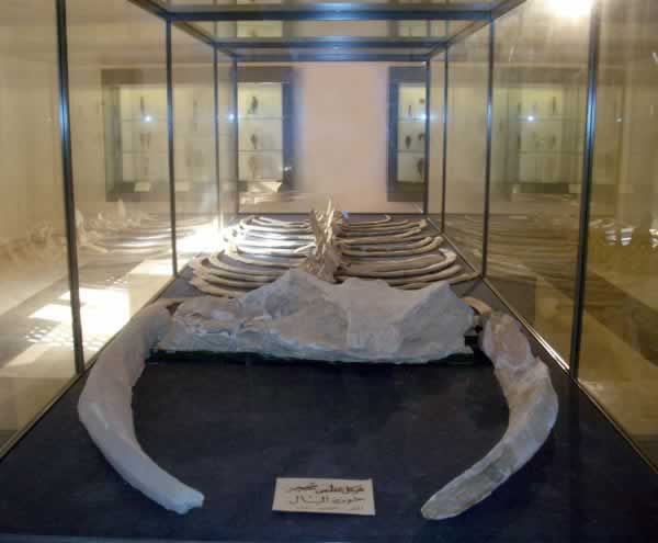 fossilised skeleton of sperm whale found in Libya