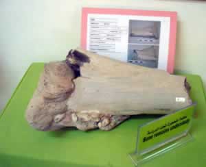 dinosaur bone fossil from nalut
