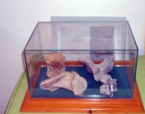 dinosaur fossils in a glass box