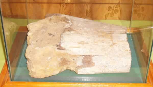 nalut dinosaur fossil