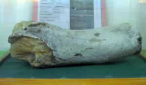 dinosaur bone from nalut