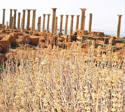 columns from Apollonia by the beach