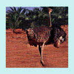 Ostrich