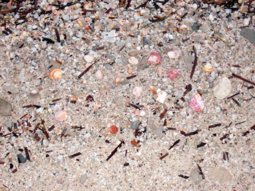 marine wildlife by the beach of Tiboda, showing various shells