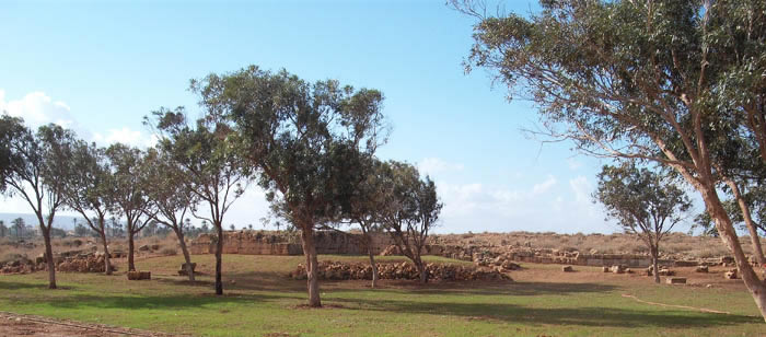 Tokra scene: trees and sky