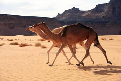 camel elgance, running with pride