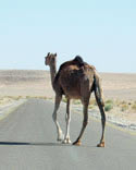 camel on the road