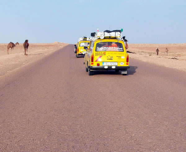 two yellow cars in the road and some camels on either side of the road