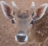 gazelle from the sahara