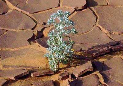 la vida en el desierto