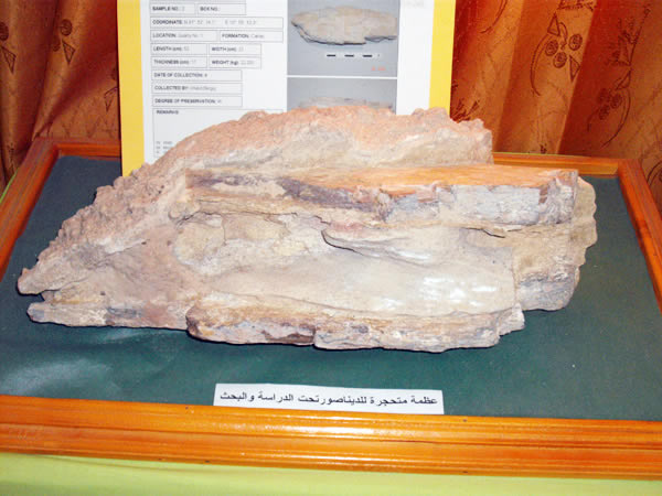 dinosaur fossil from Nalut