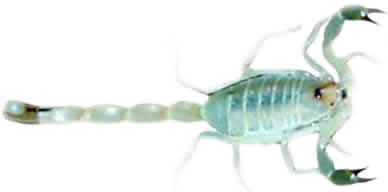 Sahara skorpion
