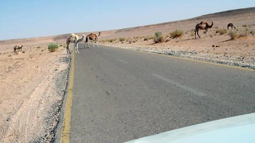camels crossing the road