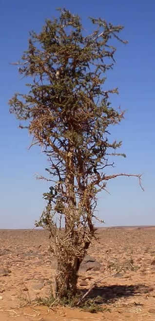 solitary tree in Messak hamada