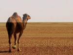 camel trekking in the desert