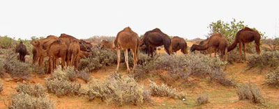 Desert camels