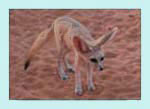 desert fennec