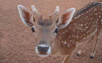 gazelle from the sahara