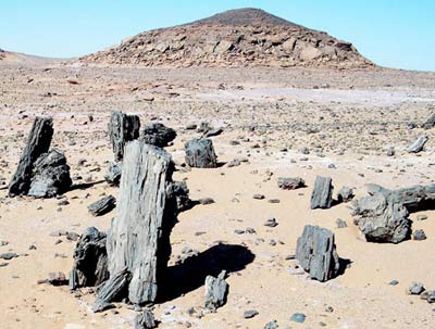 petrified trees from the Libyan Sahara, Fezzan, near Germa