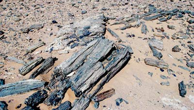 petrified tree trunks