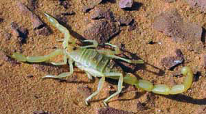 Libyan Desert Scorpion