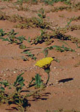 desert flowers