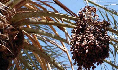 palm dates from the sahara, libya.