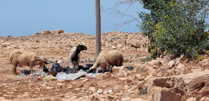 sheep grazing through rubbish in an archaeological site