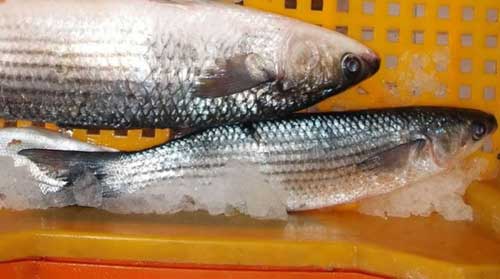 fish caught in Abu Kammash