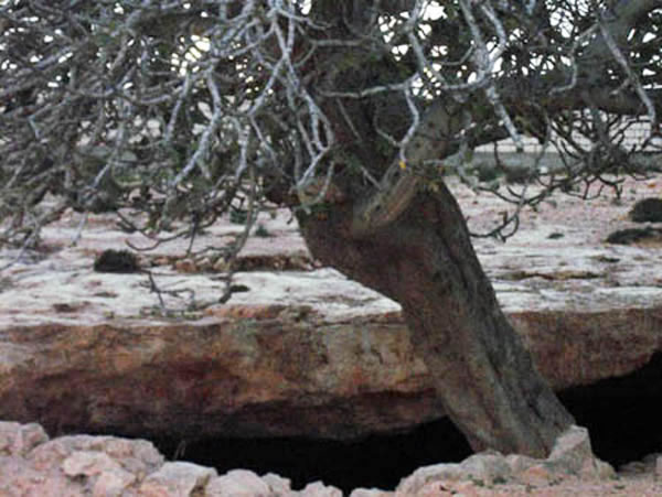 fig tree hospital in tobruk