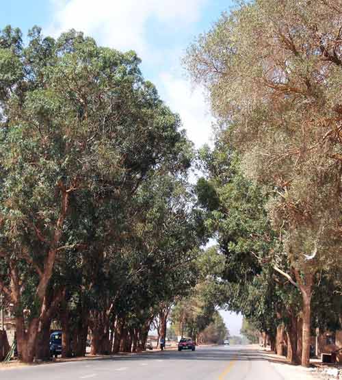 huge trees on either side of the tarmac road in Almarj in Libya