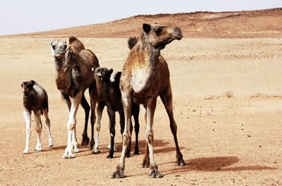 a family of camels