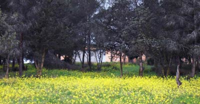 the garden of Qasr Libya, showing the floor covered in lemon yellow flowers with big trees in the background