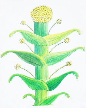 the ancient and extinct silphium plant from Cyrenaica
