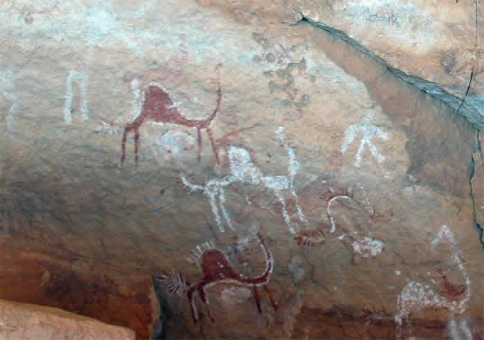 red and white camels