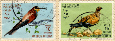 birds from libya