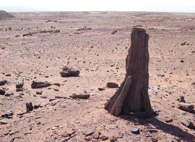 petrified tree trunks