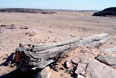 petrified tree trunks from the Sahara in southern Libya