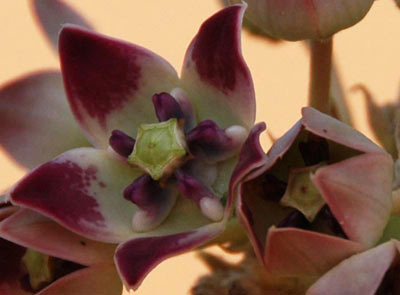 albranbakh-calotropis-procera