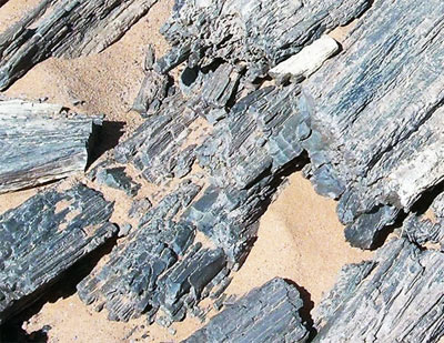 petrified tree trunks from the Sahara