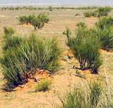 sahara wild bush