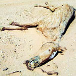dead animal in the desert