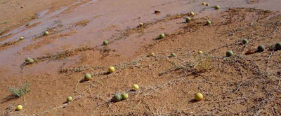 Sahara-Kürbisse: Citrullus colocynthis