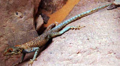 desert lizard, sahara, libya