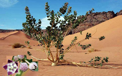 succulent arbre du sahara