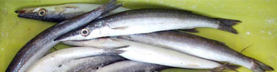 azday, a type of fish